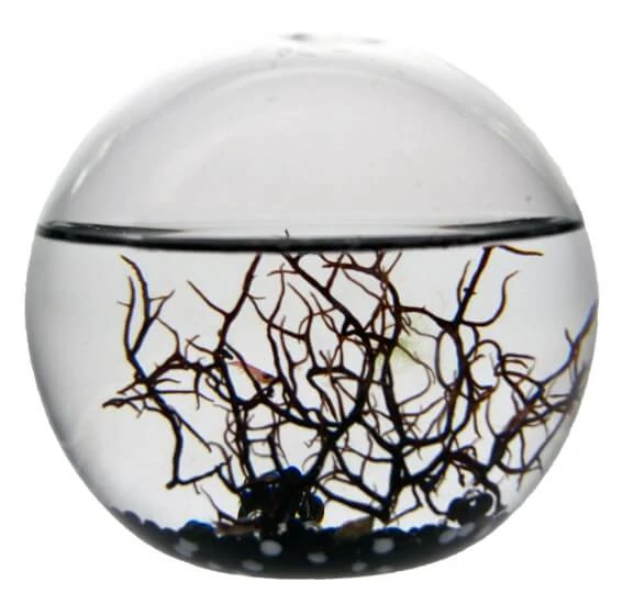 sticky EcoSphere Önfenntartó Ökoszisztéma (gömb alakú, fekete kaviccsal)