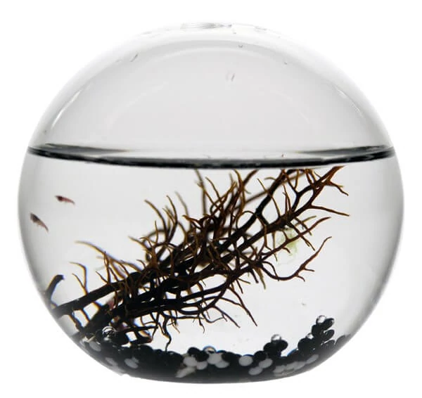 sticky EcoSphere Önfenntartó Ökoszisztéma (gömb alakú, fekete kaviccsal)