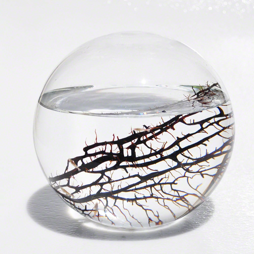 sticky EcoSphere Önfenntartó Ökoszisztéma (gömb alakú, fehér kaviccsal)