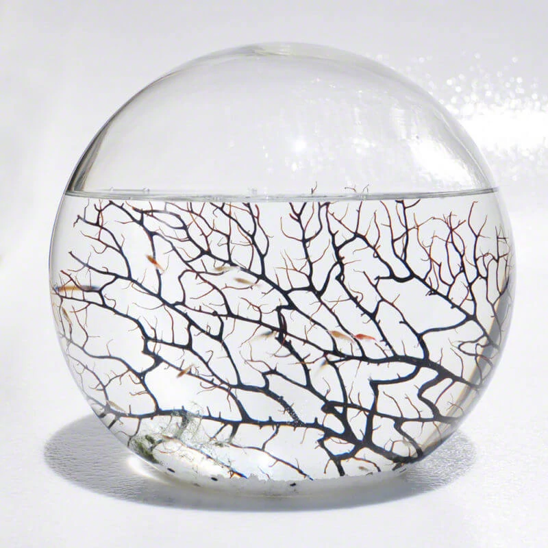sticky EcoSphere Önfenntartó Ökoszisztéma (gömb alakú, fehér kaviccsal)