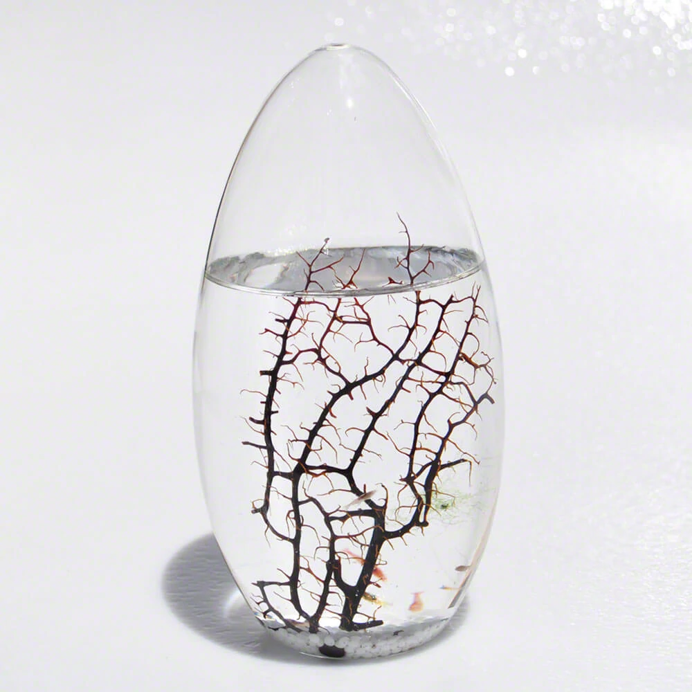 sticky EcoSphere Önfenntartó Ökoszisztéma (ovális, fehér kaviccsal)