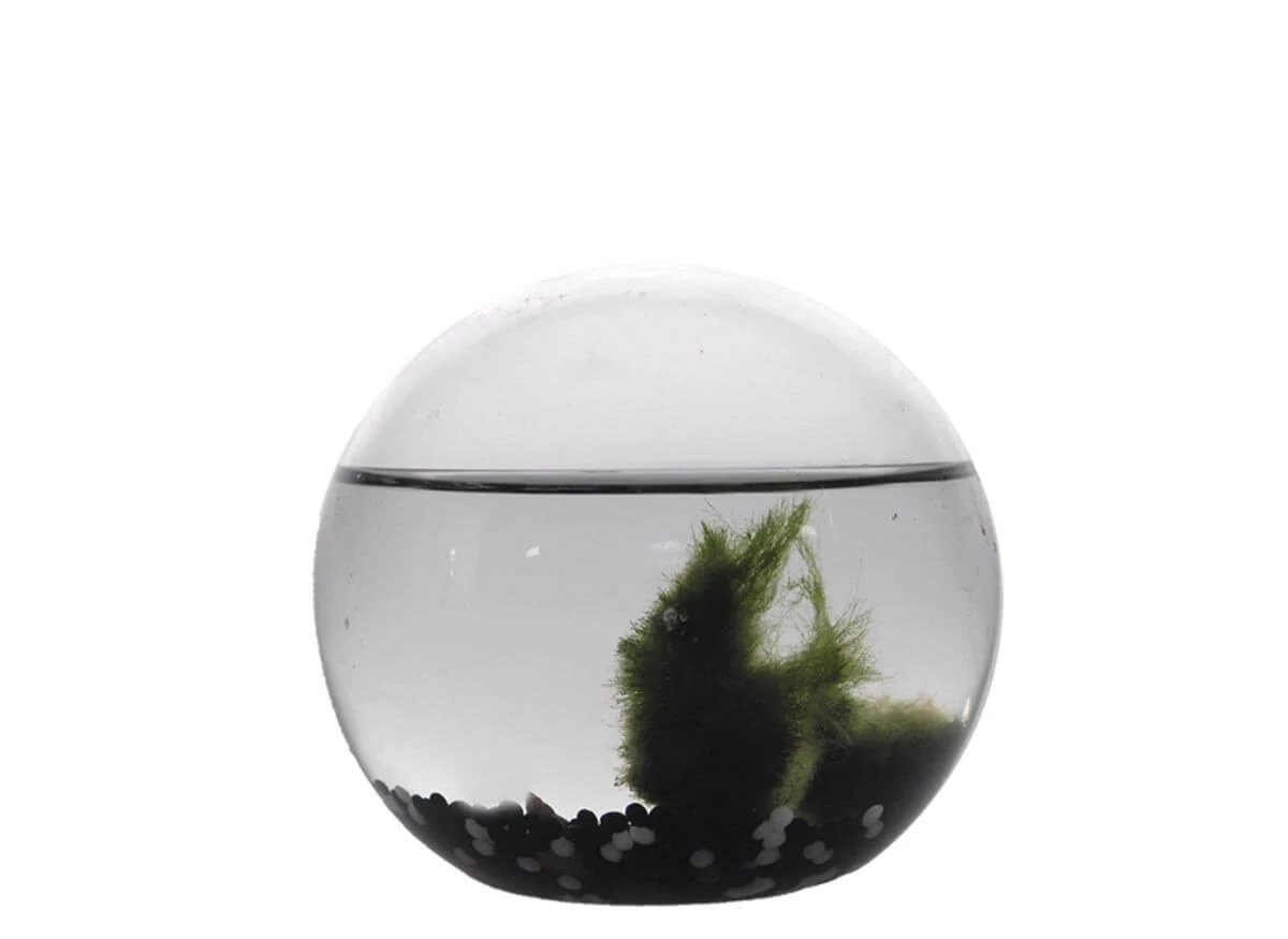 sticky Ecosphere Ornárium gömb